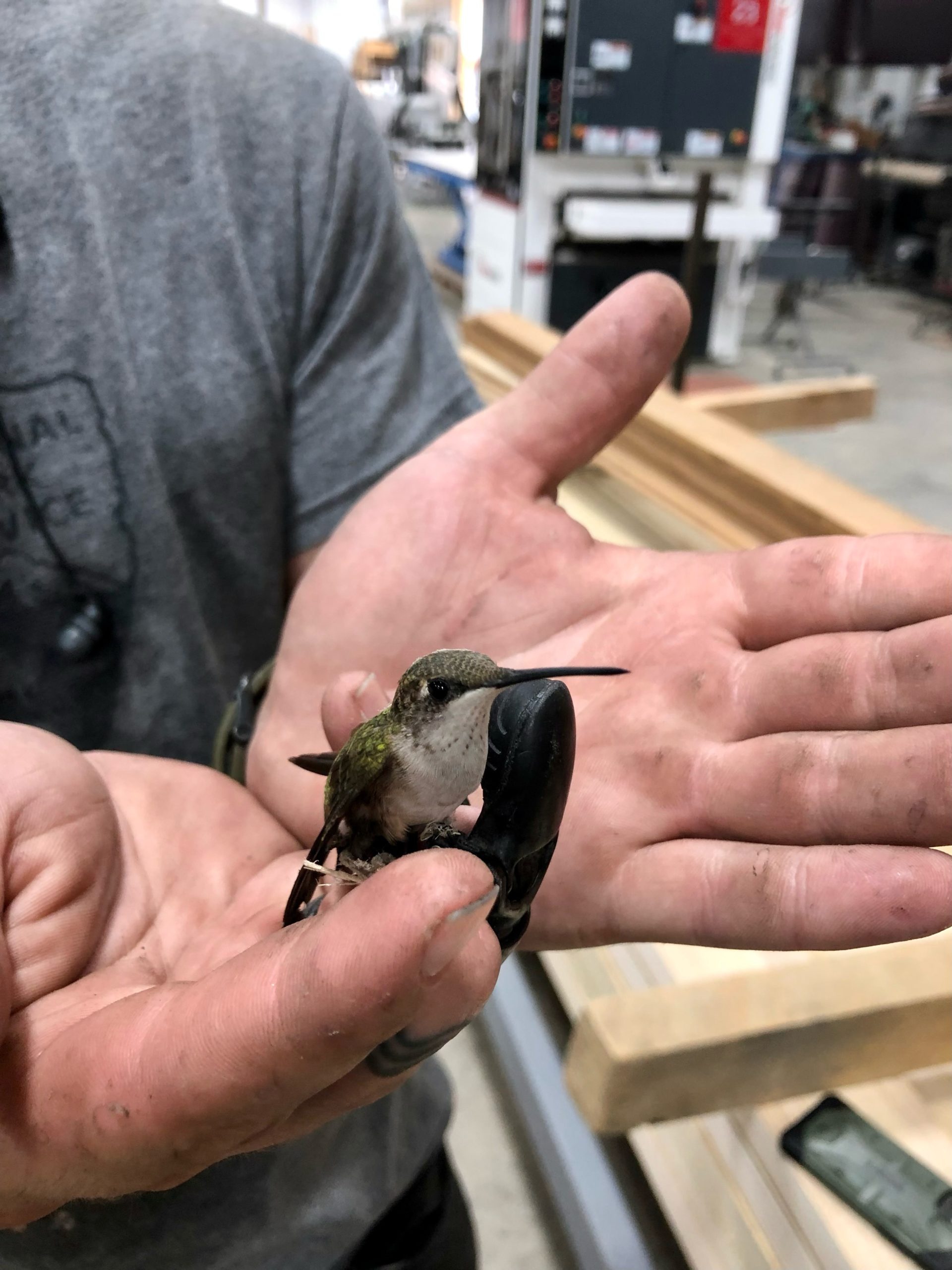 Chase Smith Story Hummingbird